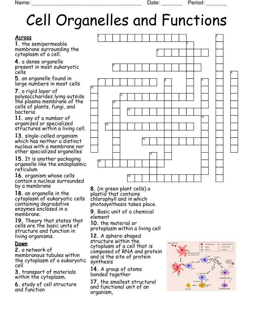 Cell Structure Crossword Puzzle Answer Key Cell Structure Crossword Puzzle Answer Key