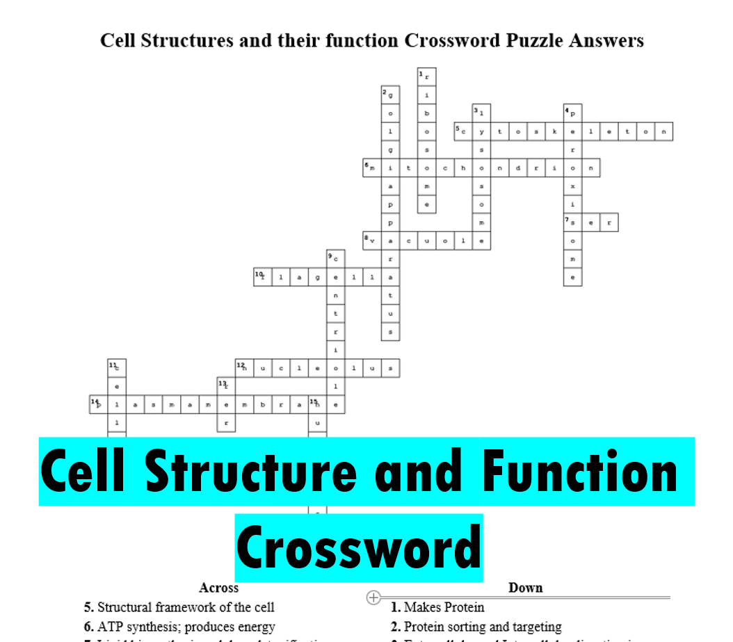 Cell Structure And Function Crossword Puzzle With Answer Key Cell Structure And Function Crossword Puzzle With Answer Key
