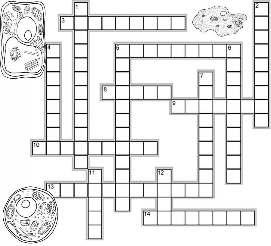 Cell Structures Crossword Puzzle Cell Structures Crossword Puzzle