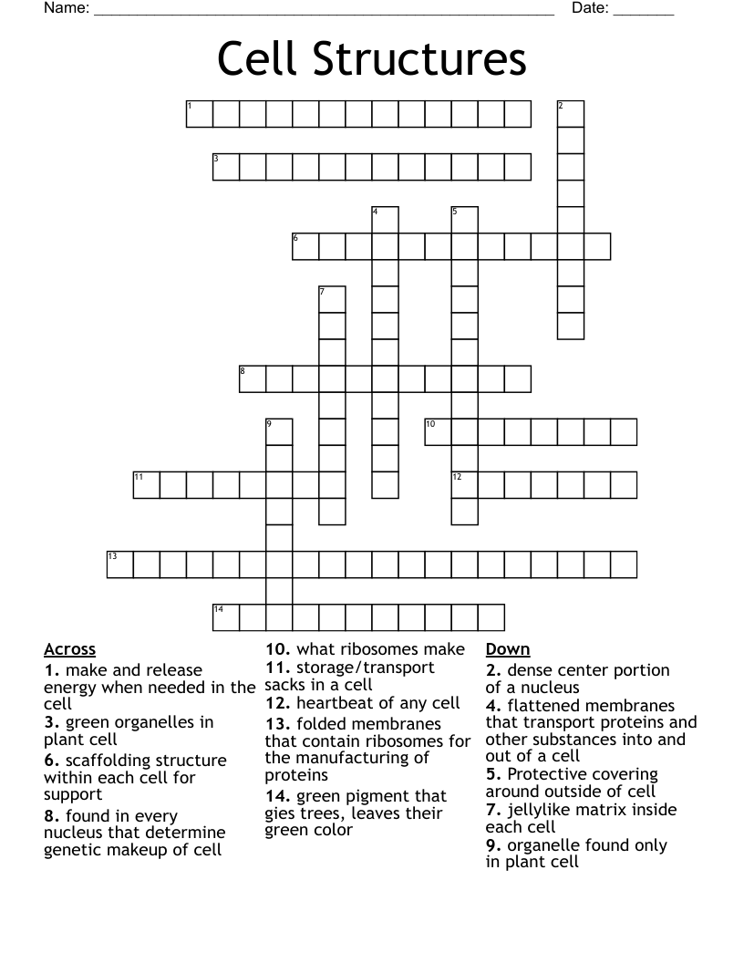 Cell Structures Crossword WordMint Cell Structures Crossword WordMint